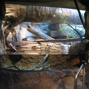 Rainforest - Clouded Leopard Exhibit