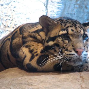 Rainforest - Clouded Leopard