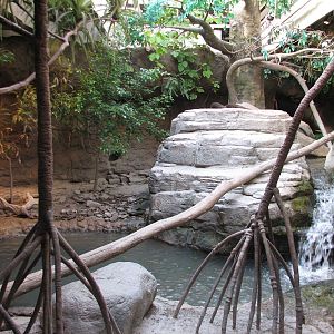 Rainforest - Asian Otter Exhibit