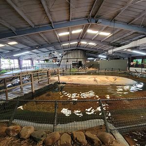 Reptile Lagoon, SOTB - American alligators