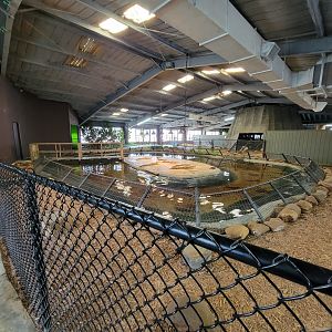 Reptile Lagoon, SOTB - American alligators