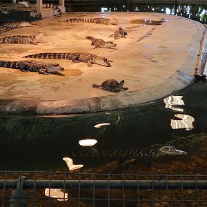Reptile Lagoon, SOTB - American alligators, turtle