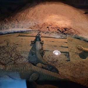 Reptile Lagoon, SOTB - Dwarf crocodiles