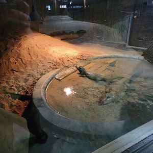 Reptile Lagoon, SOTB - Dwarf crocodiles