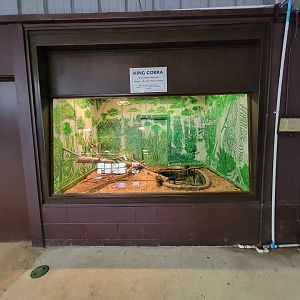 Reptile Lagoon, SOTB - King cobra