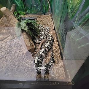 Reptile Lagoon, SOTB - West african gaboon vipers
