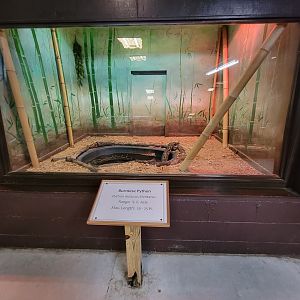 Reptile Lagoon, SOTB - Burmese python