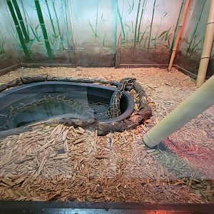 Reptile Lagoon, SOTB - Burmese python