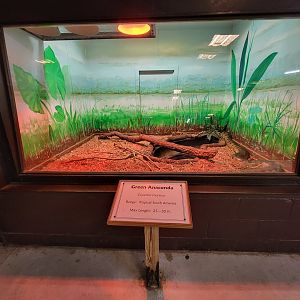 Reptile Lagoon, SOTB - Green anaconda