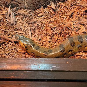 Reptile Lagoon, SOTB - Green anaconda