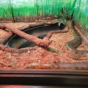 Reptile Lagoon, SOTB - Green anaconda