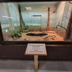 Reptile Lagoon, SOTB - Eastern diamondbacks
