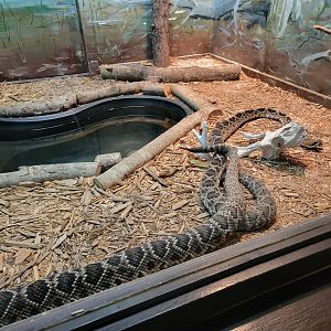 Reptile Lagoon, SOTB - Eastern diamondbacks