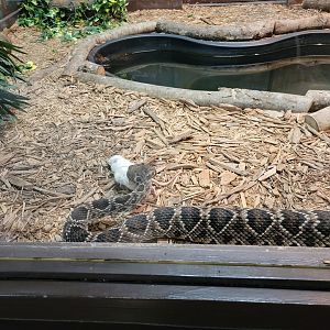 Reptile Lagoon, SOTB - Eastern diamondbacks