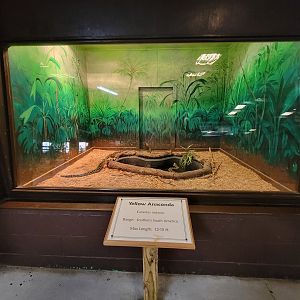 Reptile Lagoon, SOTB - Yellow anacondas