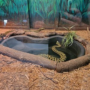 Reptile Lagoon, SOTB - Yellow anacondas