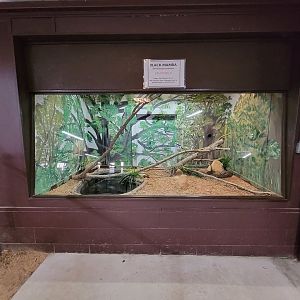 Reptile Lagoon, SOTB - Black mamba