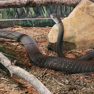 Reptile Lagoon, SOTB - Black mamba