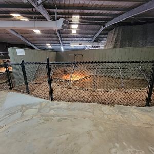 Reptile Lagoon, SOTB - New Guinea crocodile