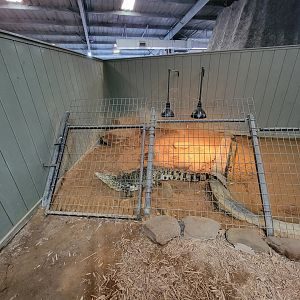 Reptile Lagoon, SOTB - New Guinea crocodile