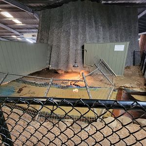 Reptile Lagoon, SOTB - Chinese alligators