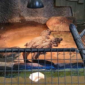 Reptile Lagoon, SOTB - Chinese alligators