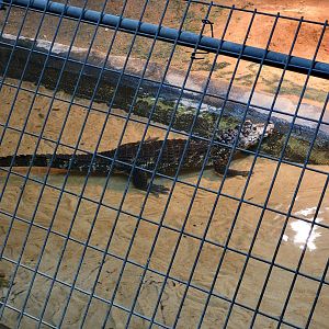 Reptile Lagoon, SOTB - Yacare Caiman