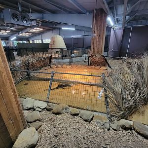 Reptile Lagoon, SOTB - Yacare Caiman