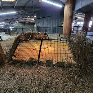 Reptile Lagoon, SOTB - Yacare Caiman