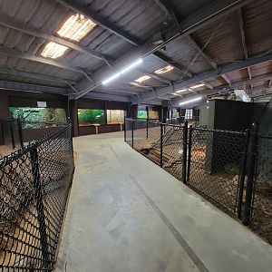 Reptile Lagoon, SOTB - Looking back at big snakes