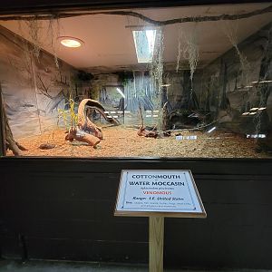 Reptile Lagoon, SOTB - Cottonmouths