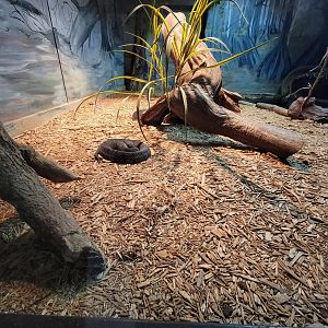 Reptile Lagoon, SOTB - Cottonmouths