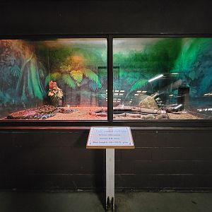 Reptile Lagoon, SOTB - Reticulated python