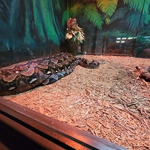 Reptile Lagoon, SOTB - Reticulated python