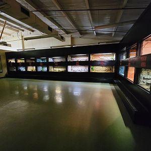Reptile Lagoon, SOTB - Venomous snakes room