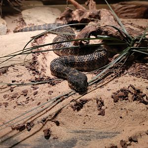 Reptile Lagoon, SOTB - Rough-scaled death adder