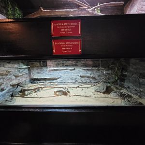 Reptile Lagoon, SOTB - Blacktail rattlesnakes