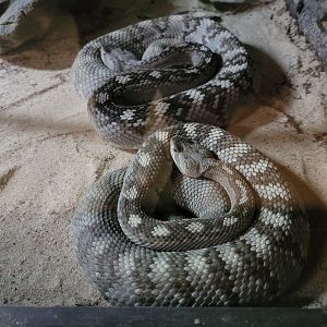 Reptile Lagoon, SOTB - Blacktail rattlesnakes