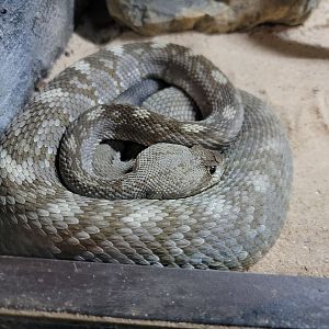 Reptile Lagoon, SOTB - Blacktail rattlesnakes