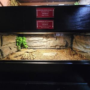 Reptile Lagoon, SOTB - Timber rattlesnake