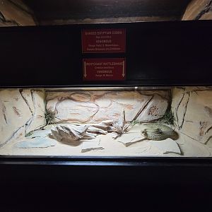 Reptile Lagoon, SOTB - Mexican West Coast rattlesnake