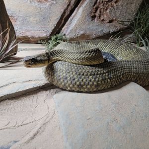 Reptile Lagoon, SOTB - Mexican West Coast rattlesnake