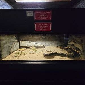 Reptile Lagoon, SOTB - Inland taipan