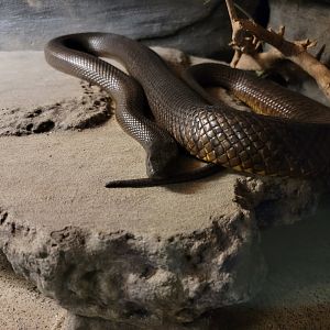 Reptile Lagoon, SOTB - Inland taipan
