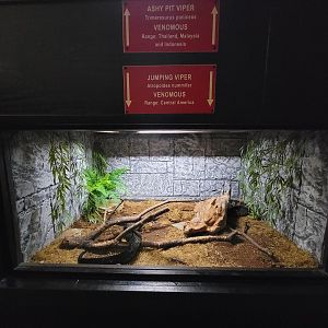 Reptile Lagoon, SOTB - Mexican jumping pitviper