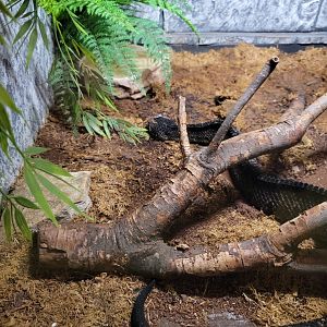 Reptile Lagoon, SOTB - Mexican jumping pitviper