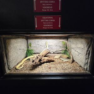 Reptile Lagoon, SOTB - Equatorial spitting cobra