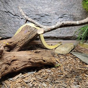 Reptile Lagoon, SOTB - Equatorial spitting cobra