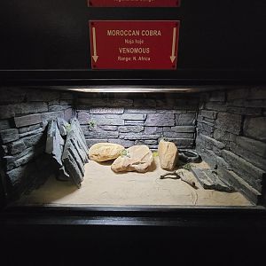 Reptile Lagoon, SOTB - Moroccan cobra