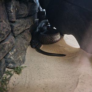 Reptile Lagoon, SOTB - Moroccan cobra